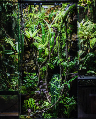 Choosing the Right Plants for Your Rainforest Tank
