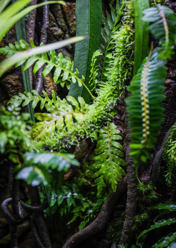 Introduction to Rainforest Tank Breeding