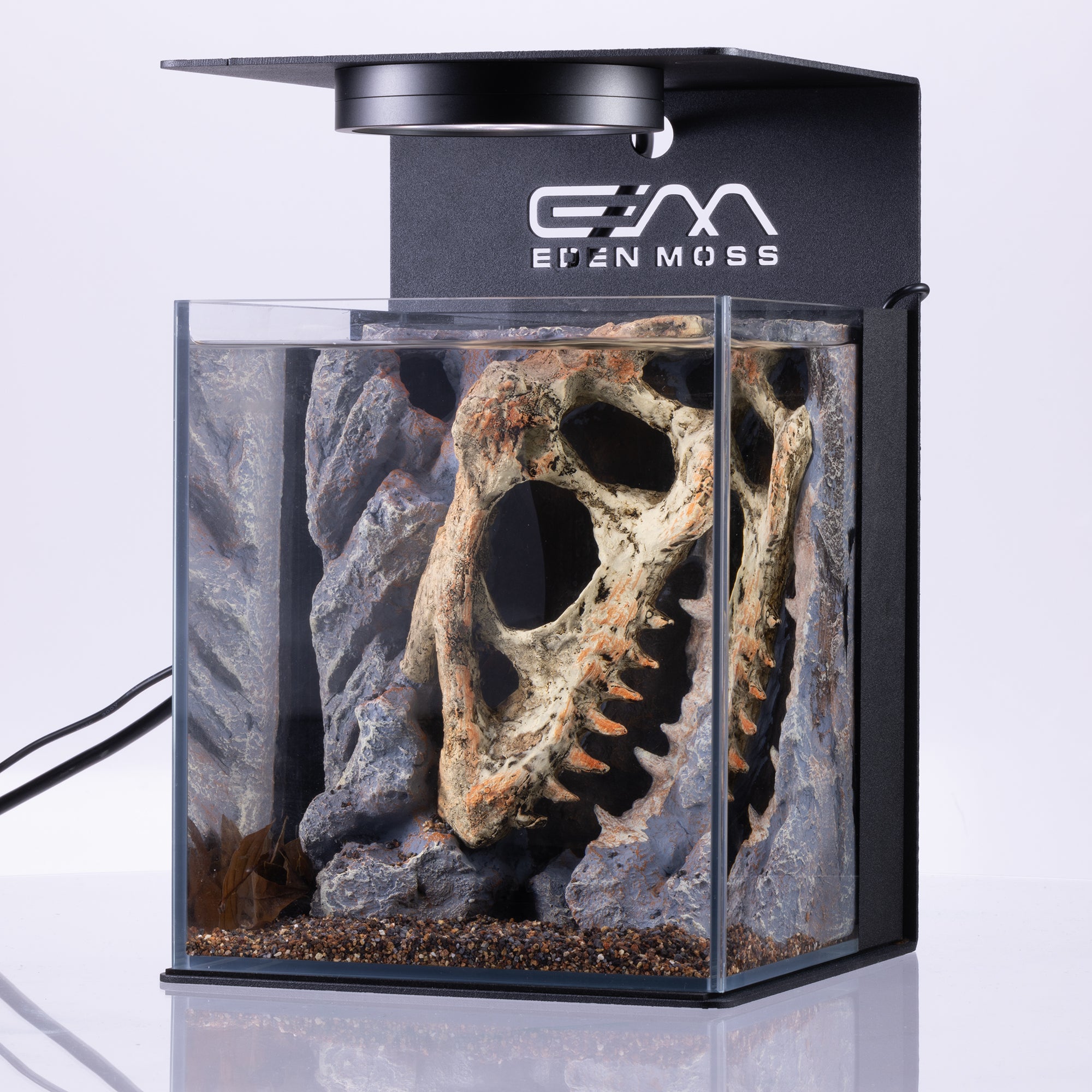 Bunopili Nano Habita - Dinosaur Fossil